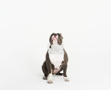 Téléchargez les photos : Un chien Pit Bull assis sur le côté et sur un fond blanc. Chien levant les yeux. - en image libre de droit