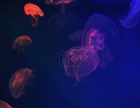 Photo for Jellyfish with blue neon glow light effect in sea aquarium, close up - Royalty Free Image