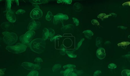 Photo for Jellyfish with green neon glow light effect in sea aquarium, close up - Royalty Free Image