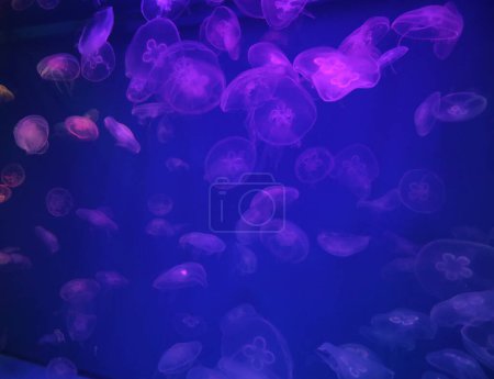 Foto de Jellyfish with blue neon glow light effect in sea aquarium, close up - Imagen libre de derechos