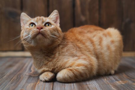 lindo joven guapo gato rojo se sienta en un fondo de madera marrón, de cerca