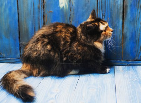 Téléchargez les photos : Mignon jeune chat tacheté se trouve sur un fond en bois bleu - en image libre de droit