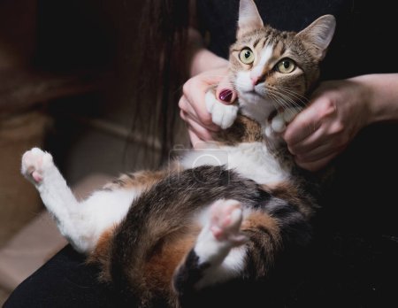 Foto de Lindo gato gris joven se sienta en las manos - Imagen libre de derechos