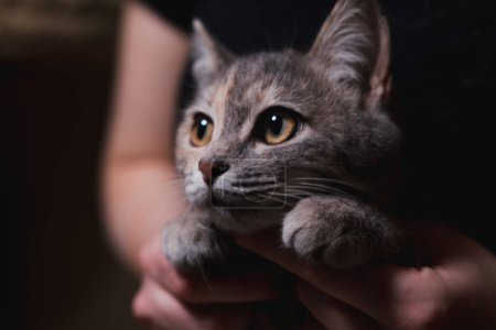 Téléchargez les photos : Mignon jeune chat gris assis sur les mains - en image libre de droit