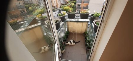 Téléchargez les photos : Plantes sur le petit balcon - en image libre de droit