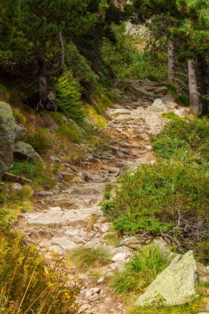 Foto de Pequeño sendero forestal en un Pirineo Español, Vall de Nuria - Imagen libre de derechos