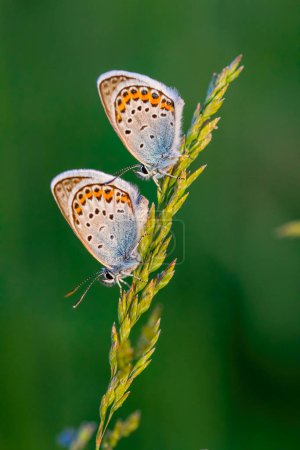 Foto de Imagen de cerca de una linda mariposas azules comunes en el prado - Imagen libre de derechos