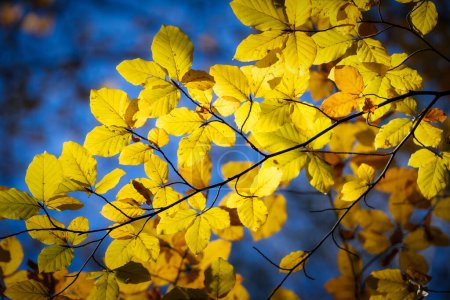 Photo for Beech tree with beautiful orange leaves outdoors on sunny autumn day - Royalty Free Image
