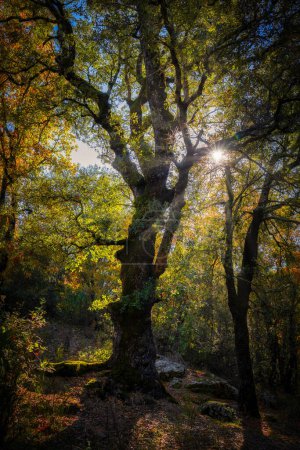 Foto de El sol brillando a través de un majestuoso roble verde en el bosque - Imagen libre de derechos