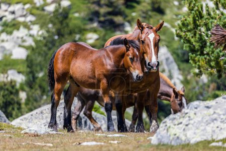 Téléchargez les photos : Belle famille de chevaux bruns dans la prairie - en image libre de droit