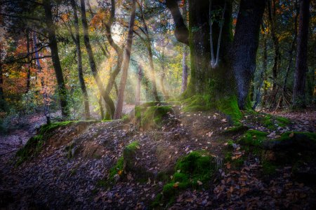 Foto de El sol brillando a través de un majestuoso roble verde en el bosque - Imagen libre de derechos