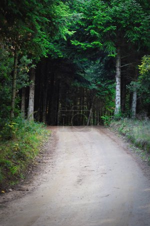 Photo for Small path in the pine forest - Royalty Free Image
