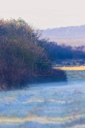Photo for Mystical morning, with ground-level fog in the grass - Royalty Free Image