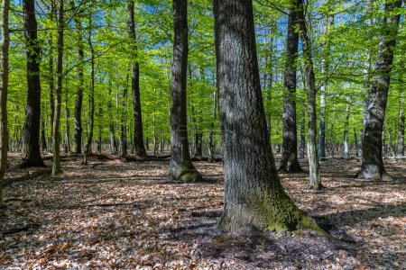 Photo for Springtime in a sessile oak (Quercus petraea) forest in Hungary - Royalty Free Image