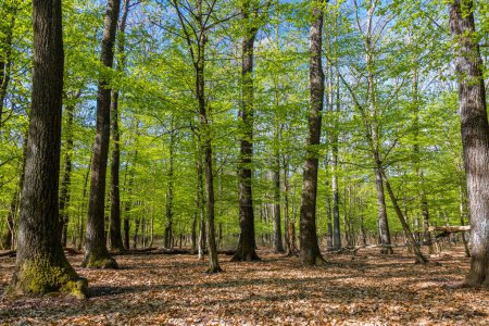 Téléchargez les photos : Printemps dans une forêt de chênes sessiles (Quercus petraea) en Hongrie - en image libre de droit