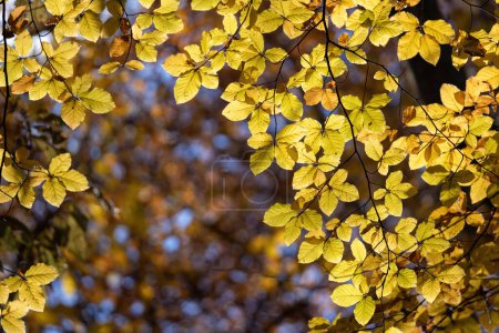 Foto de Árbol de haya con hermosas hojas naranjas al aire libre en el soleado día de otoño - Imagen libre de derechos