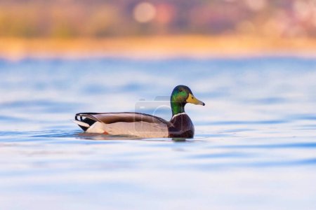 Photo for Beautiful colored mallard swimming on the water in sunset light. Selective focus. - Royalty Free Image