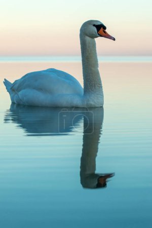 Photo for Close up of a mute swan at sunset light - Royalty Free Image