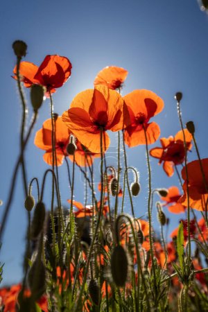Photo for Close up of red poppy flowers in a field - Royalty Free Image