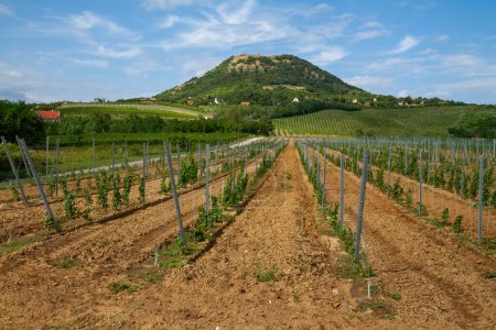 Téléchargez les photos : Paysage agricole de Hongrie, la montagne Csobanc - en image libre de droit