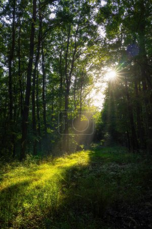 Téléchargez les photos : Forêt de hêtres et de chênes éclairée par des rayons de soleil - en image libre de droit