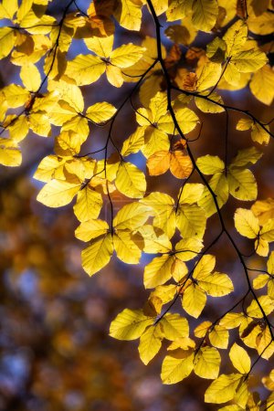 Téléchargez les photos : Feuilles de hêtre doré coloré sur la branche en automne par une journée ensoleillée dans la forêt. - en image libre de droit