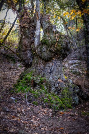 Photo for Old chestnut tree in autumn time in Mountain Montseny in Spain - Royalty Free Image