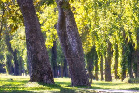 Téléchargez les photos : Grand platane unique (Platanaceae) dans un parc en Hongrie avec une grande cime d'arbre et le soleil brille à travers le feuillage vert sur une journée de fin d'été - en image libre de droit