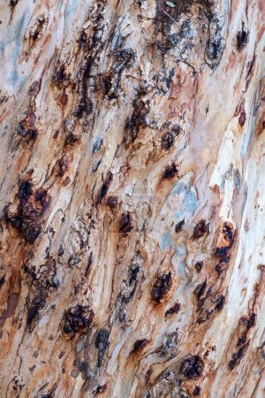 Téléchargez les photos : Fond de motif brun abstrait dans la texture colorée de l'écorce d'eucalyptus. Texture tronc d'arbre de vieil écorce d'eucalyptus pour fond. - en image libre de droit