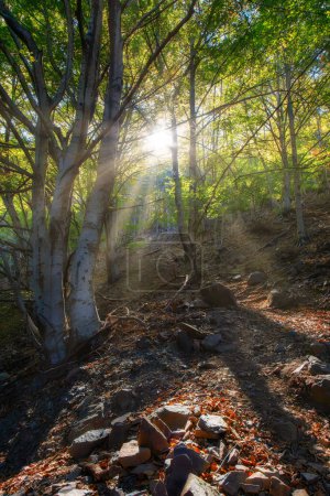 Téléchargez les photos : Beaux rayons de soleil dans une forêt de hêtres verts, en Espagne, Montseny - en image libre de droit