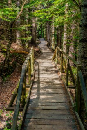 Photo for Wooden bridge pathway among pine forest - Royalty Free Image