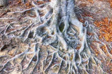 Photo for Close up of big beech tree root in the autumn forest. Representative the stability concept. - Royalty Free Image