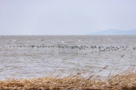 Téléchargez les photos : Pays des merveilles hivernales au fabuleux lac Balaton de Hongrie. Oiseaux rouges communs du Nord sur l'eau - en image libre de droit