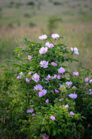 Photo for Beautiful blooming wild rose bush (Rosa canina) - Royalty Free Image