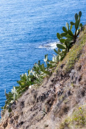 Foto de Plantas de cactus verde en la costa española en la Costa Brava en primavera - Imagen libre de derechos
