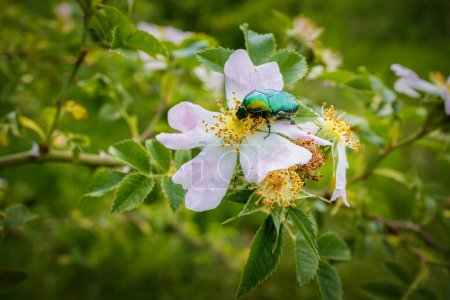 Beautiful blooming wild rose bush (dog rose, Rosa canina). Rose chafer insect.