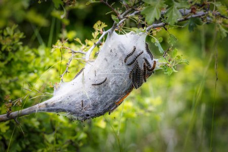 Téléchargez les photos : Jeunes chenilles dans le nid (Lymantria dispar
) - en image libre de droit