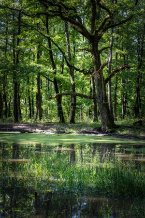 Photo for Beautiful oak forest scene in springtime. Forest lake. - Royalty Free Image