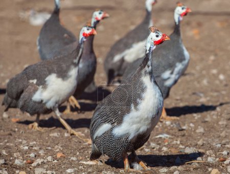 Photo for Adult bird - guineafowl afternoon walks on a pasture in the aviary on the farm. Breeding animals at home. - Royalty Free Image