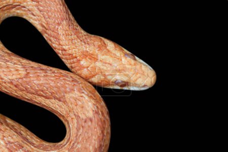 Photo for Yellow-orange snake curled on a black background in the terrarium. - Royalty Free Image