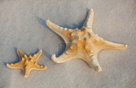 Photo for Two starfish lie on the sand on the coast of the sea. The concept of tourism and travel. - Royalty Free Image
