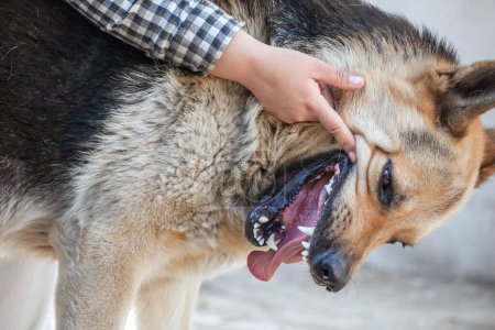 Téléchargez les photos : Un berger allemand mord un homme par la main. Formation et élevage de chiens de race pure. - en image libre de droit