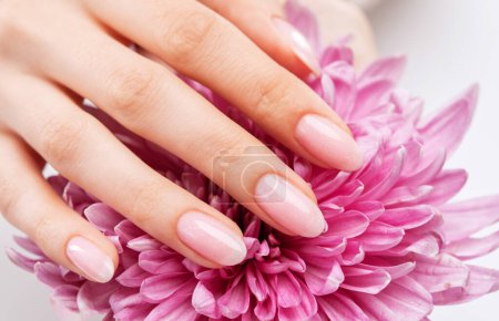 Photo for Women's hands with a beautiful pale pink manicure. The girl is holding a lilac chrysanthemum. Professional care for hands. - Royalty Free Image