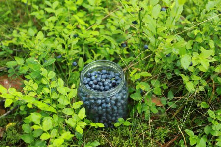 Photo for Glass jar with blueberries among blueberry bushes in the forest - Royalty Free Image