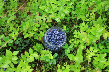 Photo for Angle view on the glass jar with fresh blueberries - Royalty Free Image