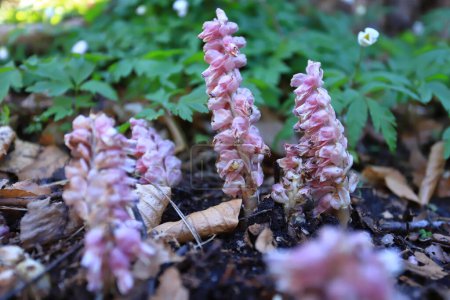 Photo for Lathraea squamaria, common toothwort. Wild plant shot in the spring - Royalty Free Image