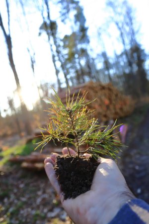 Photo for Concept of the new forestry, young pine tree in hand - Royalty Free Image