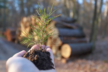 Foto de Plantar un concepto de bosque y reforestación - manos sosteniendo plántulas de pino. espacio de copia de banner - Imagen libre de derechos