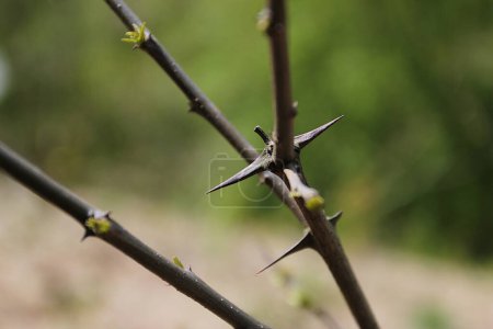 Photo for Sharp thorns on the tree branch - Royalty Free Image