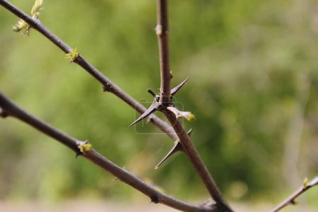 Photo for Tree branch with thorns and small leaves. Part of the stem with thorns. Blurred background. - Royalty Free Image